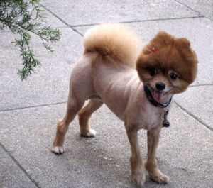 worst_dog_haircuts_02